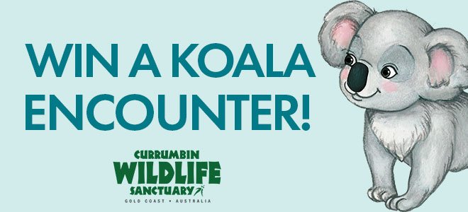 Win A Koala Encounter