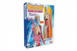 Smart Lab Squishy Human Body