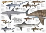 Australian Sharks Poster