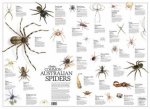 Australian Spiders Poster