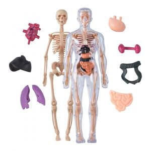 Australian Geographic STEM Human Anatomy Model by Various