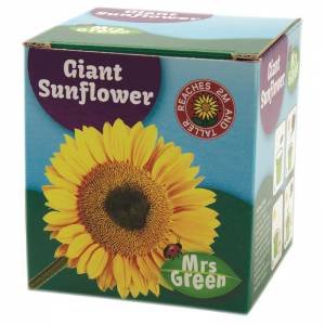 Giant Sunflower by Various