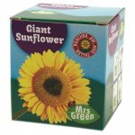 Giant Sunflower