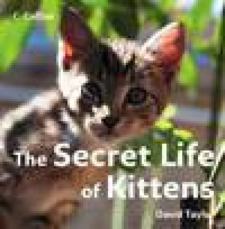 The Secret Life Of Kittens by David Taylor