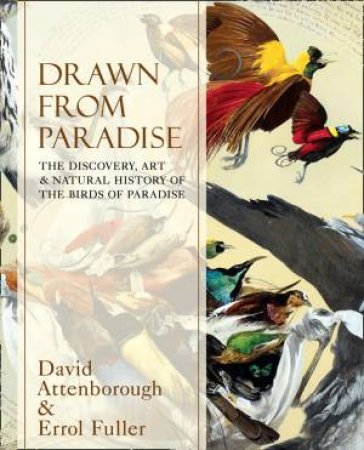 Drawn From Paradise: The Discovery, Art and Natural History of the Birds Of Paradise by David Attenborough & Errol Fuller