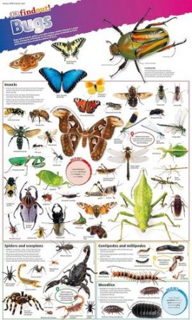 DKfindout! Bugs Poster by DK