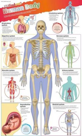 DKfindout! Human Body Poster by DK