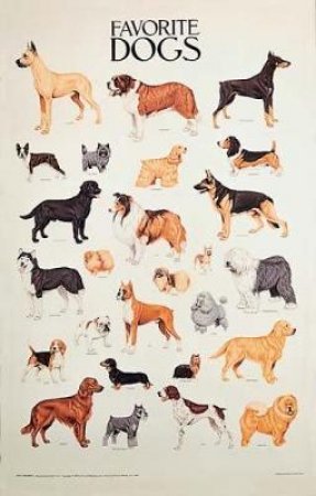 Favorite Dogs Poster by DOVER