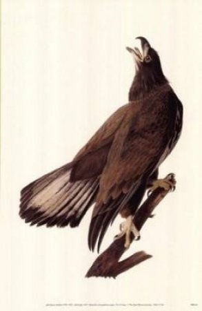 Bald Eagle Poster by DOVER