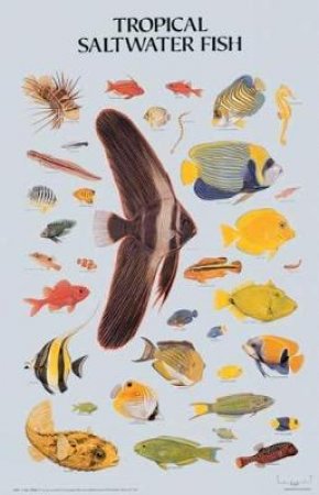 Tropical Saltwater Fish Poster by DOVER