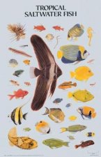 Tropical Saltwater Fish Poster