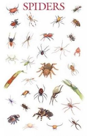 Spiders Poster by DOVER