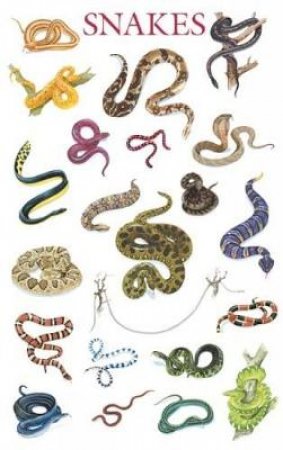 Snakes Poster by DOVER