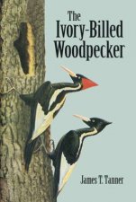 IvoryBilled Woodpecker