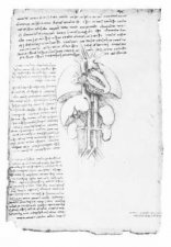 Leonardos Anatomical Drawings