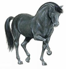 Favorite Horses Stickers