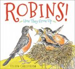 Robins How they Grow Up