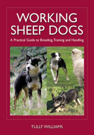 Working Sheep Dogs by Tully Williams