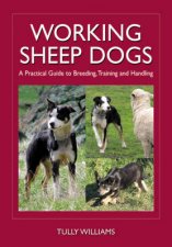 Working Sheep Dogs