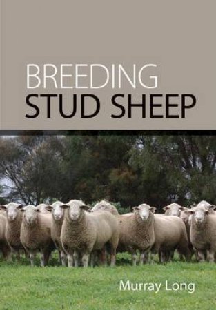 Breeding Stud Sheep by Murray Long
