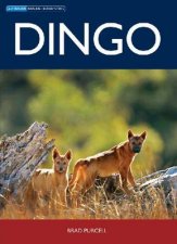 Dingo