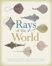 Rays Of The World