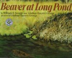 Beaver At Long Pond