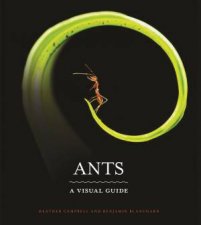 Ants