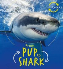 Pup To Shark Lifecycles