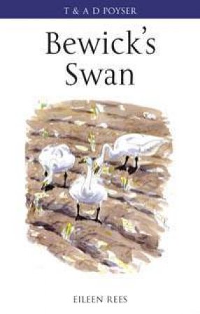 Bewick's Swan by Rees Eileen