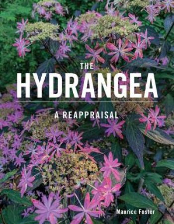 Hydrangea: A Reappraisal by MAURICE FOSTER
