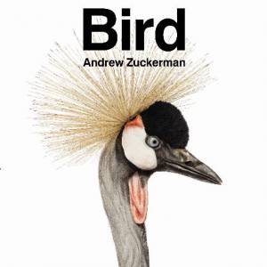 Bird by Andrew Zuckerman