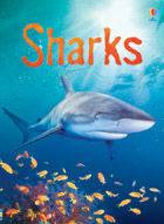 Beginners: Sharks by Catriona Clarke