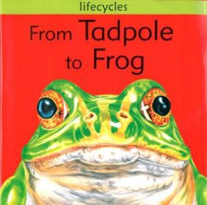 Lifecycles: From Tadpole To Frog by David Stewart