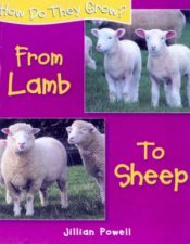 How Do They Grow From Lamb To Sheep