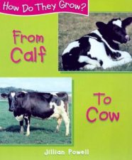 How Do They Grow From Calf To Cow