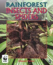 Rainforest Insects And Spiders