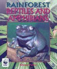 Rainforest Reptiles And Amphibians