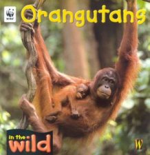 In The Wild Orangutans