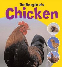 Life Cycles Chicken