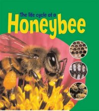 Life Cycles Honeybee