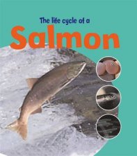 Life Cycles Salmon