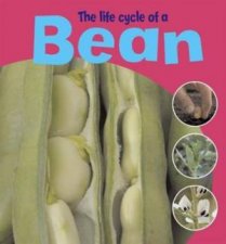 Life Cycle of a Bean