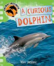 A Curious Dolphin