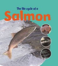 The Life Of A Salmon