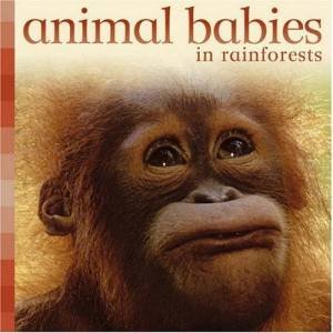 Animal Babies In Rainforests by Unknown