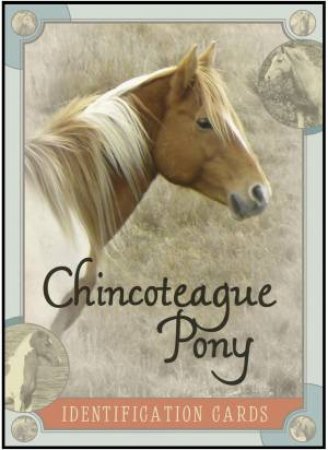 Chincoteague Pony Identification Cards by SZYMANSKI LOIS