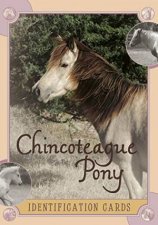 Chincoteague Pony Identification Cards Set 2