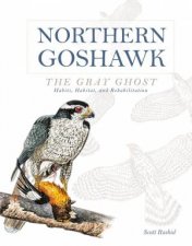 Northern Goshawk the Gray Ghost Habits Habitat and Rehabilitation