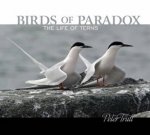 Birds Of Paradox The Life Of Terns